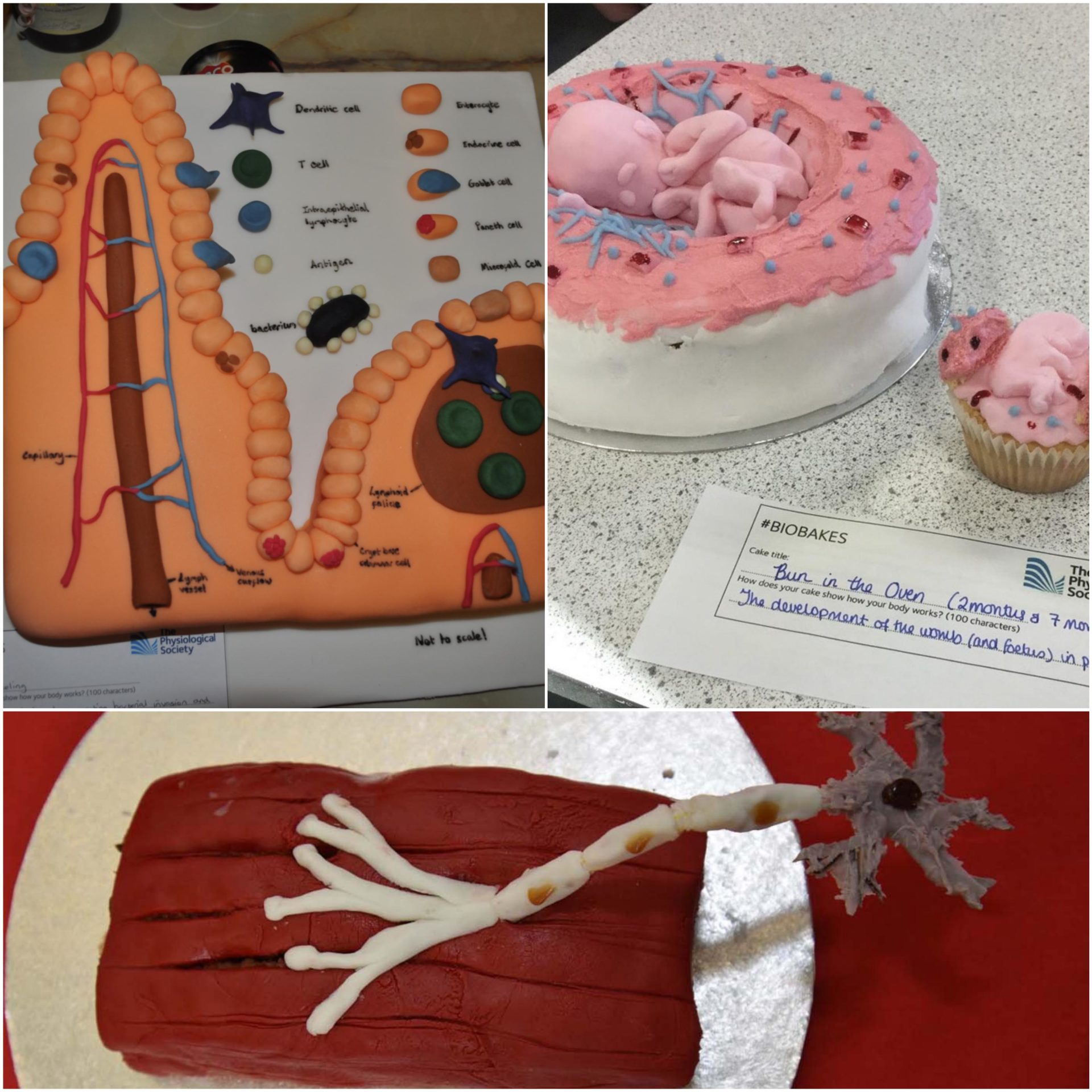 biobakes15_Collage