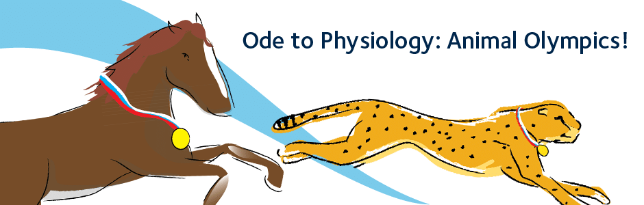 animal olympics