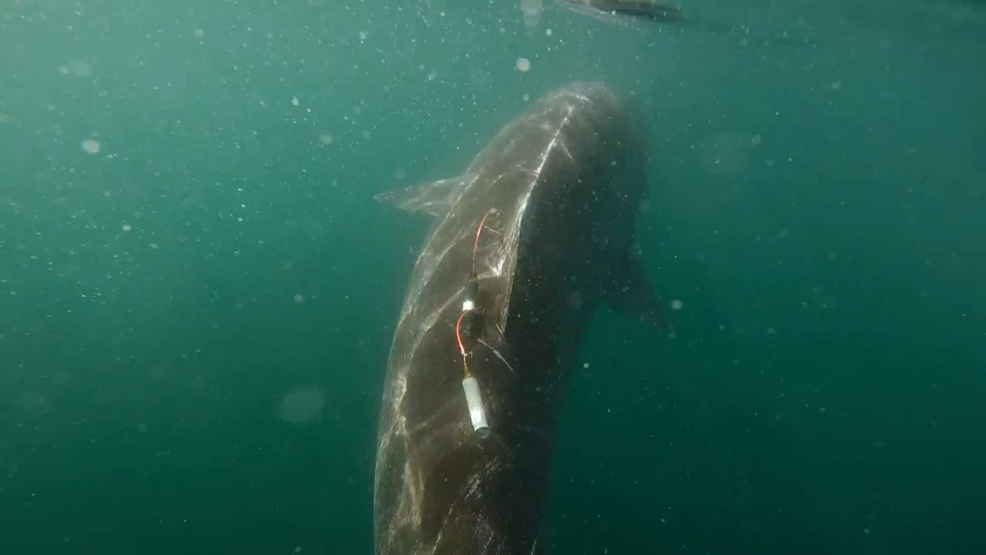 Shark with trackers.jpg