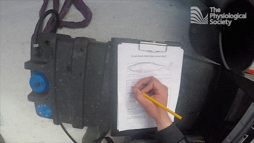 Wrinting_measurements