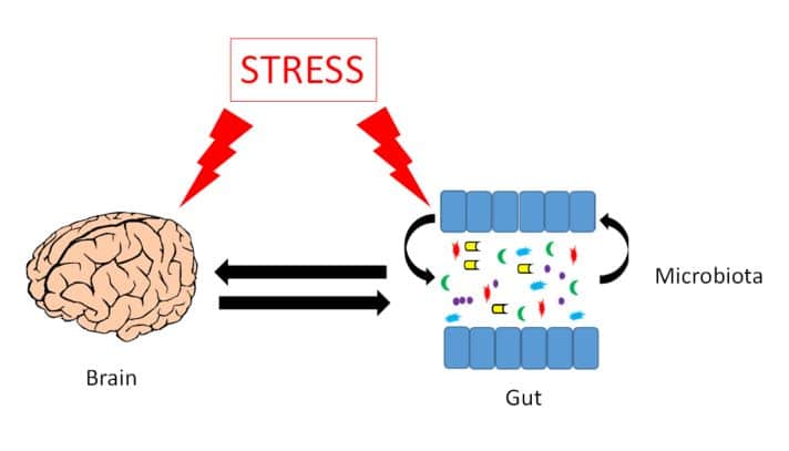 gut brain