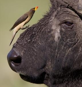 oxpecker