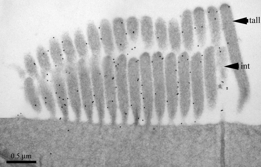 Ultrathin section of an immunogold labelled OHC bundle. Note the gold particles (black dots) tend to lie over the membrane of the stereocilia, and are present on the tallest (tall) and intermediate (int) rows. The short row is not represented in this image.