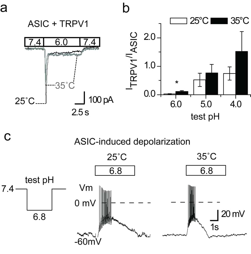 Patch clamp experiments were performed in rat DRG neurons expressing ASIC and TRPV1 channels. a) ASIC and TRPV1 are differentially modulated by temperature. Increasing the temperature from 25 to 35°C reduced ASIC pH 6-evoked current while increasing TRPV1 activity. b) ASIC currents were larger than TRPV1 at both 25 and 35°C at pH>=6. c) Higher temperature increased the frequency of low pH-evoked action potentials but did not affect the number of spikes.