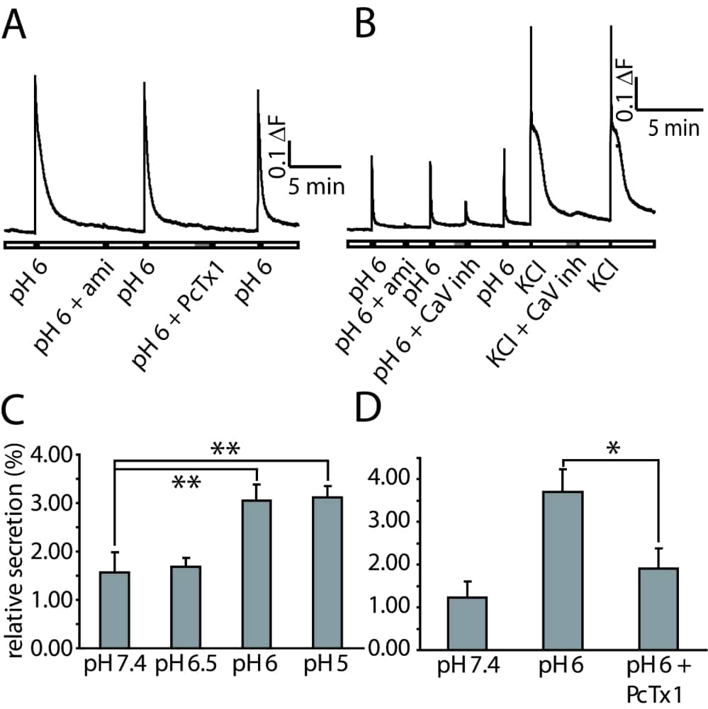 Extracellular acidification increases intracellular Ca2+ concentration and CGRP secretion. A-B: Calcium imaging experiments in rat DRG neurons. A: Amiloride (500 μM) and PcTx1 (10 nM) prevent intracellular calcium increase by extracellular acidification. B: Voltage-gated calcium channel inhibitors decrease acidification- induced Ca2+-entry. C-D: CGRP secretion assay in cultured rat DRG neurons at 37°C, 15 minutes of secretion. Quantity of CGRP is measured with an enzyme immunoassay. Values are expressed relative to the total cellular CGRP content. C: extracellular acidification increases CGRP secretion. D: PcTx1 (10 nM) inhibits CGRP secretion activated by extracellular acidification. Statistics: **:P<0.01, *:P<0.05, unpaired t-test.