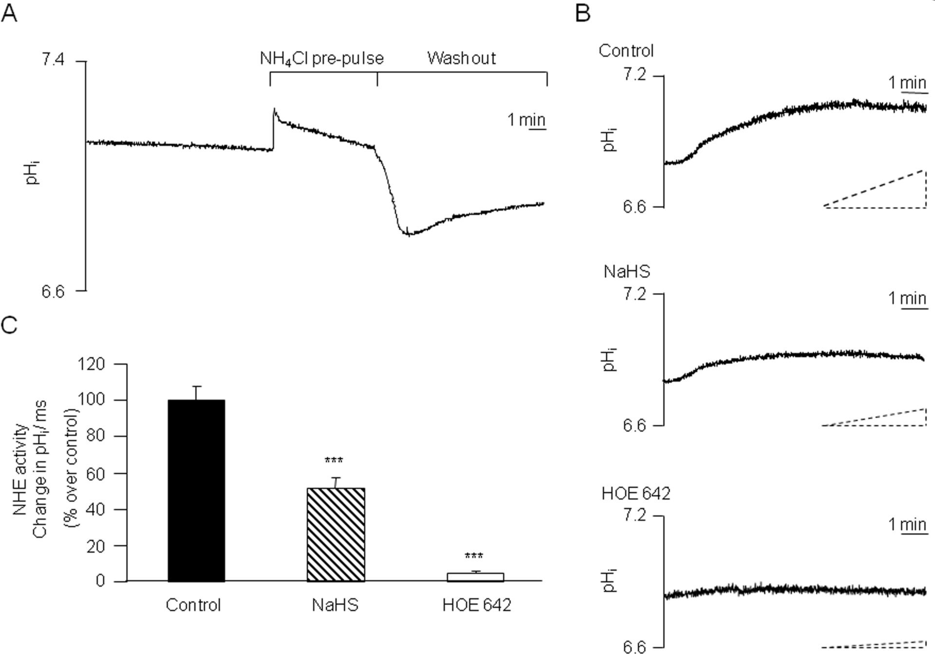 Figure 2 Effect of NaHS on NHE activity in the cardiac myocytes. (A) Representative tracing for NHE activity measurement. (B) Representative tracings for pHi recovery with and without NaHS or HOE 642 treatment. (C) Mean value showing that NaHS and HOE 642 significantly inhibited NHE activity. Mean±S.E.M. n = 22-30, ***p<0.001 vs control.