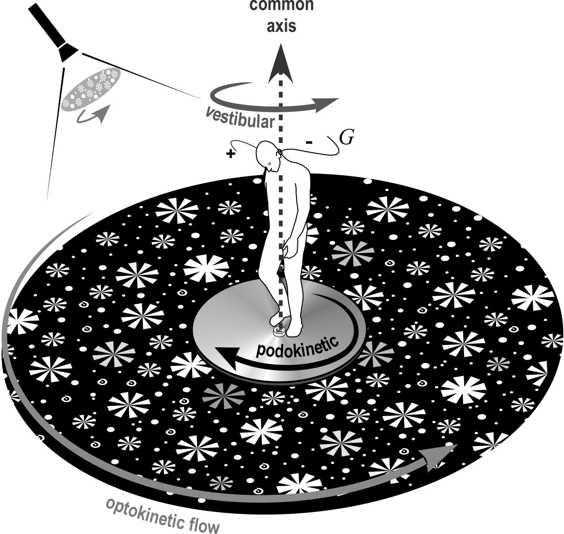 Independent rotation of 3 sensory channels about the vertical axis