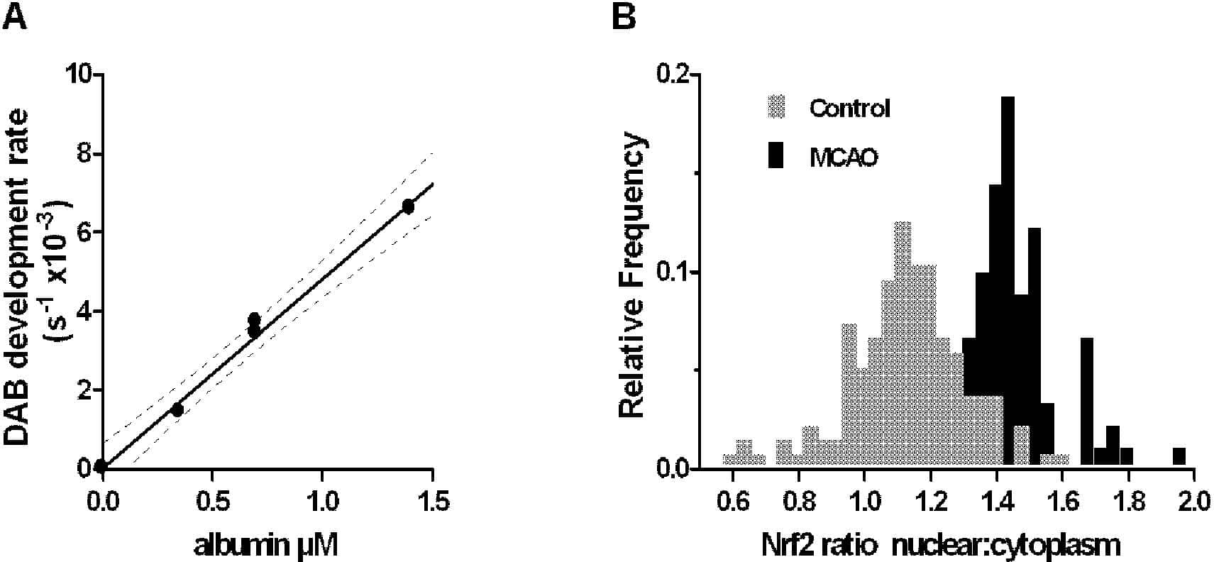Fig. 1(A) DAB reaction rate is linearly related to BSA concentration in gelatine. (B) Nrf2 is more concentrated in the nucleus following MCAO (p < 0.001 â€˜tâ€™ test).