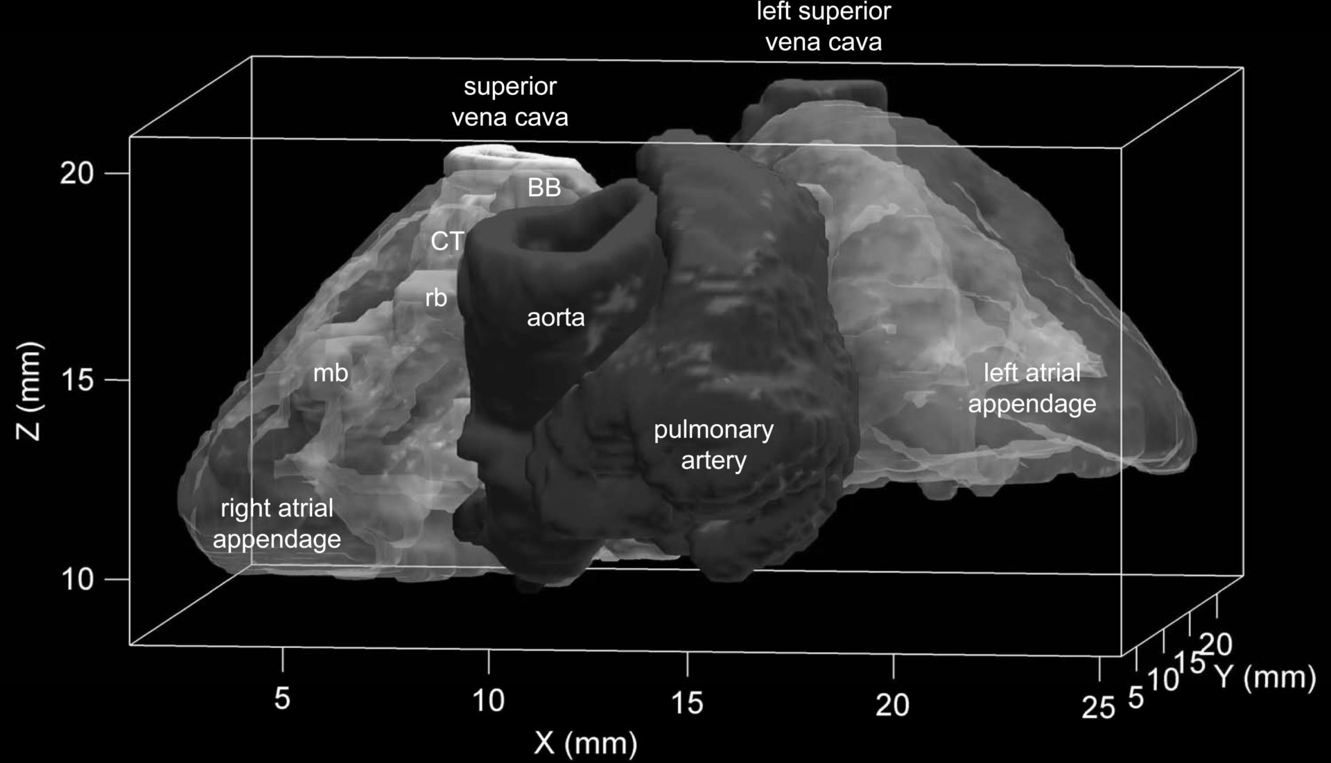 Fig. 1. Ventral view of the 3D mathematical model of the rabbit atria. BB, Bachmannâ€™s bundle; CT, crista terminalis; mb, main branch; rb, roof bundle.