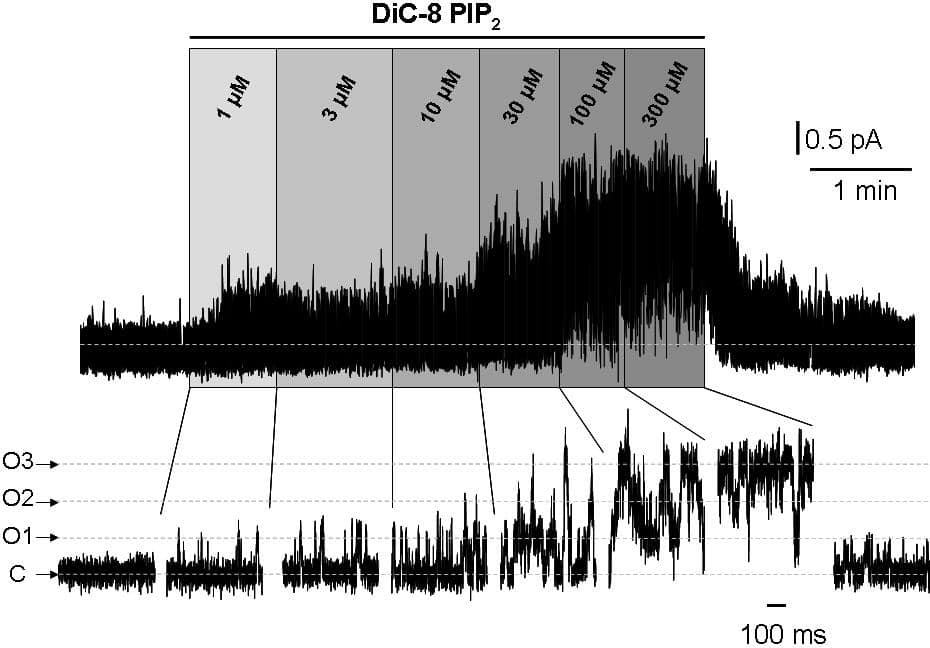 Effect of increasing concentrations of DiC8- PIP2 applied to an excised inside-out patch from a CHO cell expressing three M-type Kv7.2/7.3 channels, held at -15 mV.