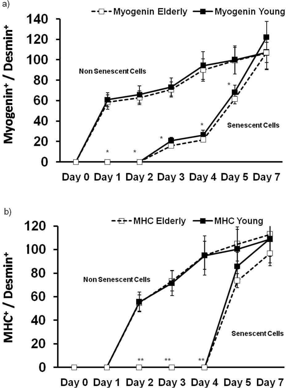 Figure1. Time course of (a) myogenin and (b) myosin heavy chain (MHC) expression, in human myoblasts obtained from young (n=4) and elderly (n=4) subjects. Cells were either differentiated shortly after culture (in vivo ageing model) or following passaging to replicative senesce (in vitro ageing). Significantly different when compared to non senescent cells (*p<0.05, **p<0.01). Data are mean value ± SEM.