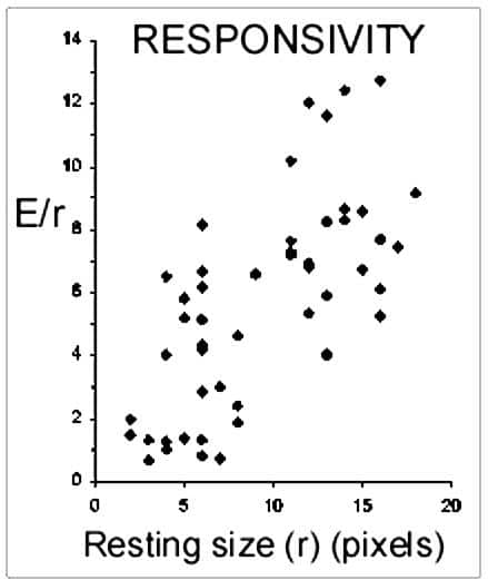Ratio of expanded to resting size (E/r = responsiveness) of same spots at peak-expansion within the wave front (see Fig. 1a).