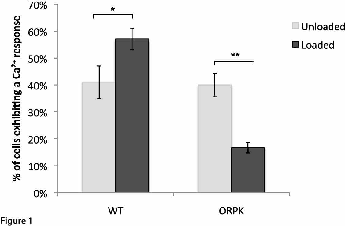 Fig 1: Static compression increases the number of cells exhibiting Ca2+ transients in WT cells but not in ORPK cells. Values shown are means Â± SEM (*/**p< 0.05â€™ **p<0.001, unpaired t-test)