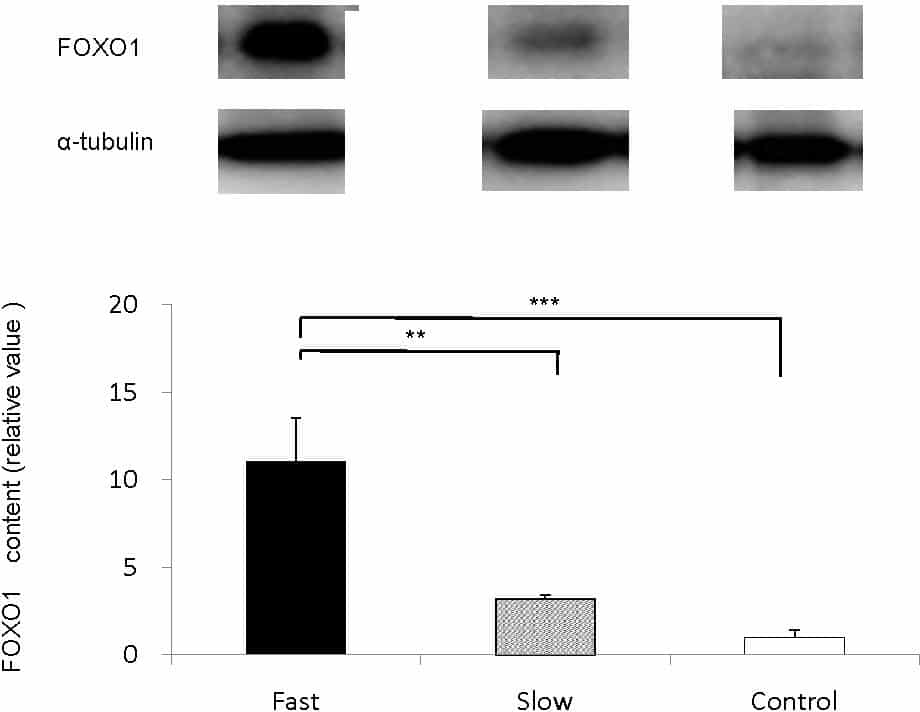 Fig.1 Muscle contents of phosphorylated Akt (P)