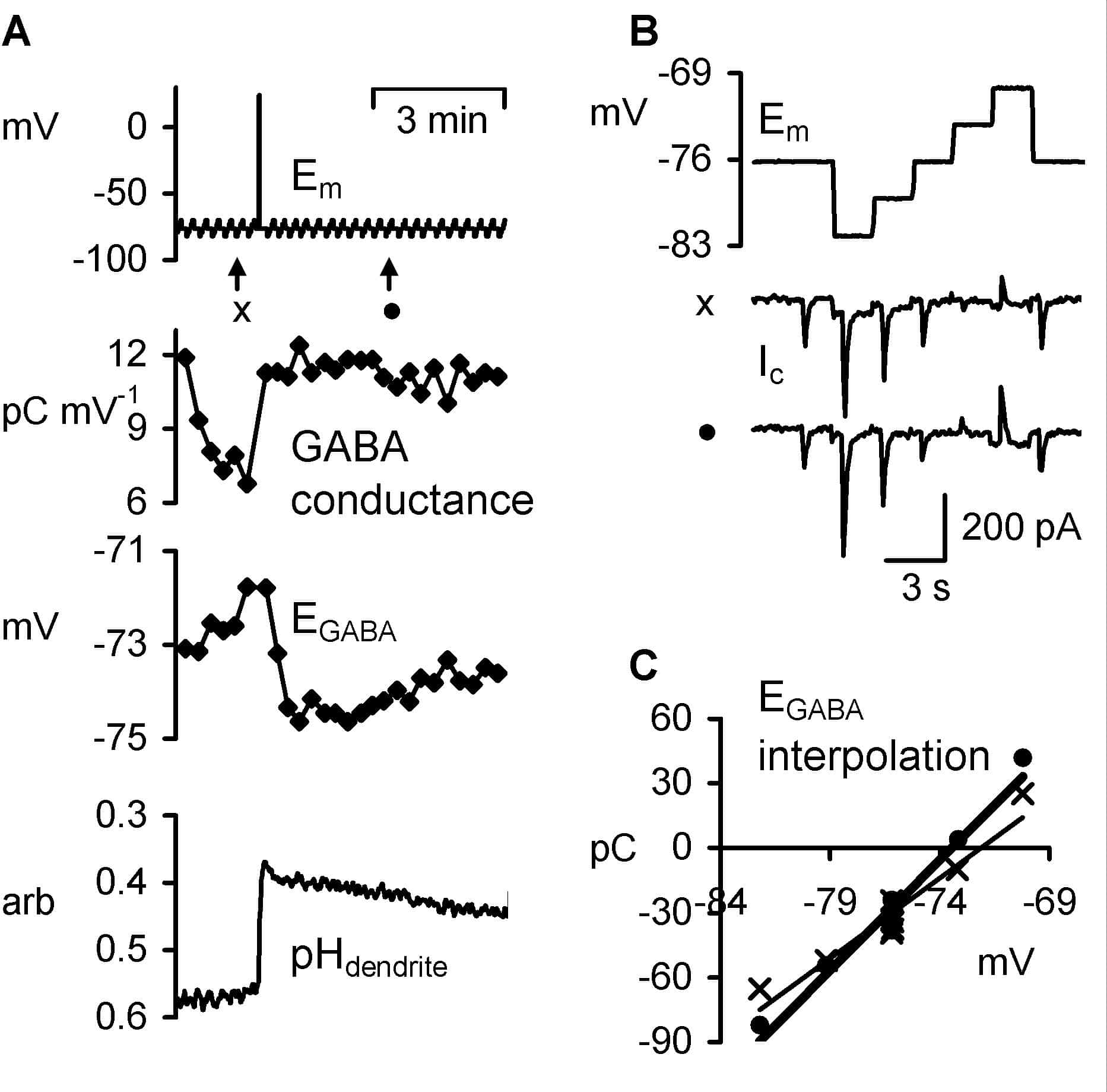 Figure 1. Assessment of EGABA and its relationship to dendritic pH in a whole-cell patch clamped Purkinje neurone using a Cs-based pipette solution containing 4 mM Cl. A, Membrane potential (Em), GABA conductance, EGABA and dendritic pH (pHdendrite) before and after a large 1 s depolarization. B, Magnified view of the small staircase depolarizations and GABA-evoked currents before and after the large depolarization as indicated by x and â— in A. C, GABA-evoked currents before (x) and after (â—) depolarization were integrated and plotted against Em. EGABA was interpolated, and the conductance (slope) calculated, from least-squares linear fits. The thick line shows the increase in conductance and negative shift in EGABA evoked by the depolarization.