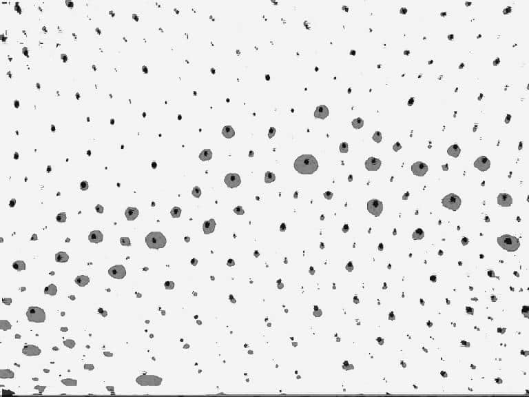 Thresholded pigment spots from two superimposed video-frames of the mantle of an adult squid (Loligo vulgaris) 7d after unilateral denervation. Grey profiles, spots during FWD propagation (see text); black, same spots at rest (fully retracted). Yellow spots not shown.