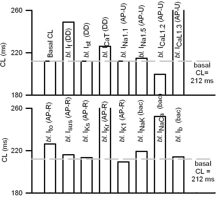 Figure 1. CL under ion current blocked (bl.) conditions in the SAN model [1]. Ion currents acting during DD, AP upstroke (AP-U), AP repolarisation (AP-R) and background (bac) are indicated.