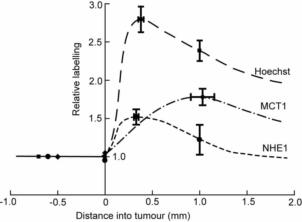 Figure 1. NHE1 and MCT1 peak near the tumour rim. Labelling relative to extratumoural tissue was measured at the peak intensity and (for Hoechst and anti-NHE1) at 1 mm into the tumour. Mean values for the 11 tumours have been plotted and joined by freehand curves. Bars show SEMs.