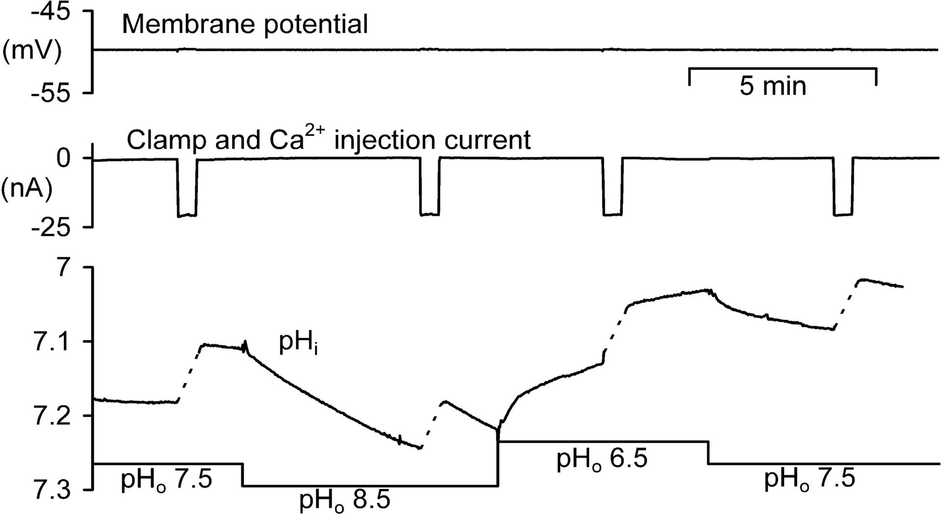 Fig 1. Experiment on a large neurone in an isolated snail ganglion bathed in normal snail Ringer buffered to pH 7.5, 8.5 and 6.5. The membrane potential (top trace) was recorded and clamped (current shown in second trace) with conventional microelectrodes filled with 1 M CsCl. Intracellular pH was recorded with a pH-sensitive microelectrode, and intracellular Ca2+ injections were made iontophoretically via a microelectrode filled with 0.1 M CaCl2. During these injections the pHi record was obscured by electrical interference, so a dashed line has been drawn from the start of each injection to a few seconds after the end.
