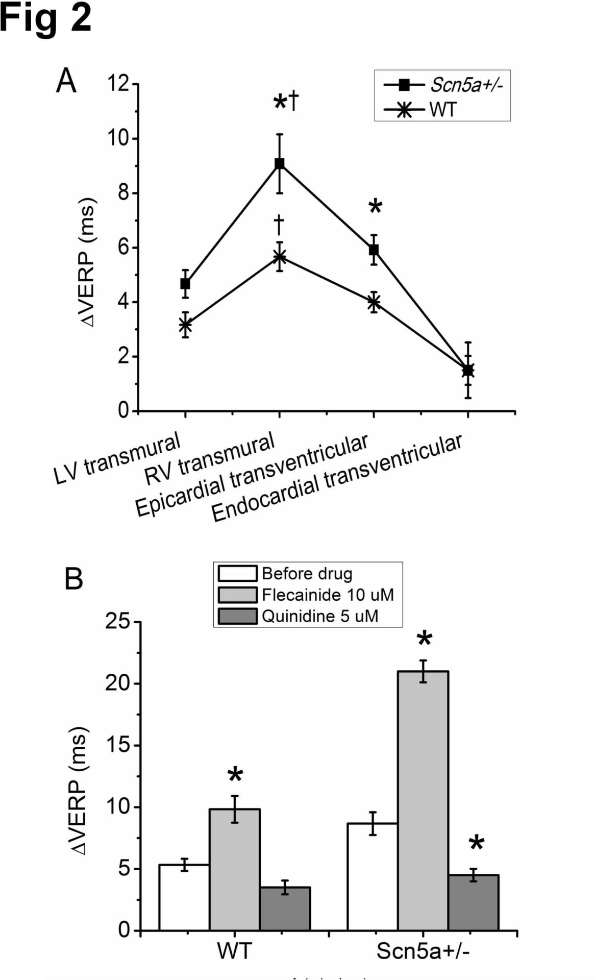 Fig 2.(A) Î”VERP in four cardiac regions; n=12 for both WT and Scn5a+/-. T-tests between WT and Scn5a+/- values, have significant values denoted by *; T-tests between cardiac regions within WT and Scn5a+/- hearts have significance denoted by â€ . (B) Î”VERP across the RV before and after exposure to flecainide or quinidine; n=12 prior to drug and n = 6 in all cases following drug. T-tests comparing values before and after drug between have significant values denoted by *.