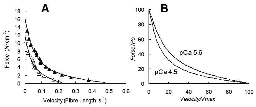 Figure 1. Effect of reducing pCa on the force-velocity relationship of permeabilized rat soleus fibres. A, data fitted to the Huxley model, closed symbols pCa 4.5, open symbols pCa 5.6; B, curves normalised to isometric force (Po) and maximum shortening velocity (Vmax). Data shown for a typical fibre.