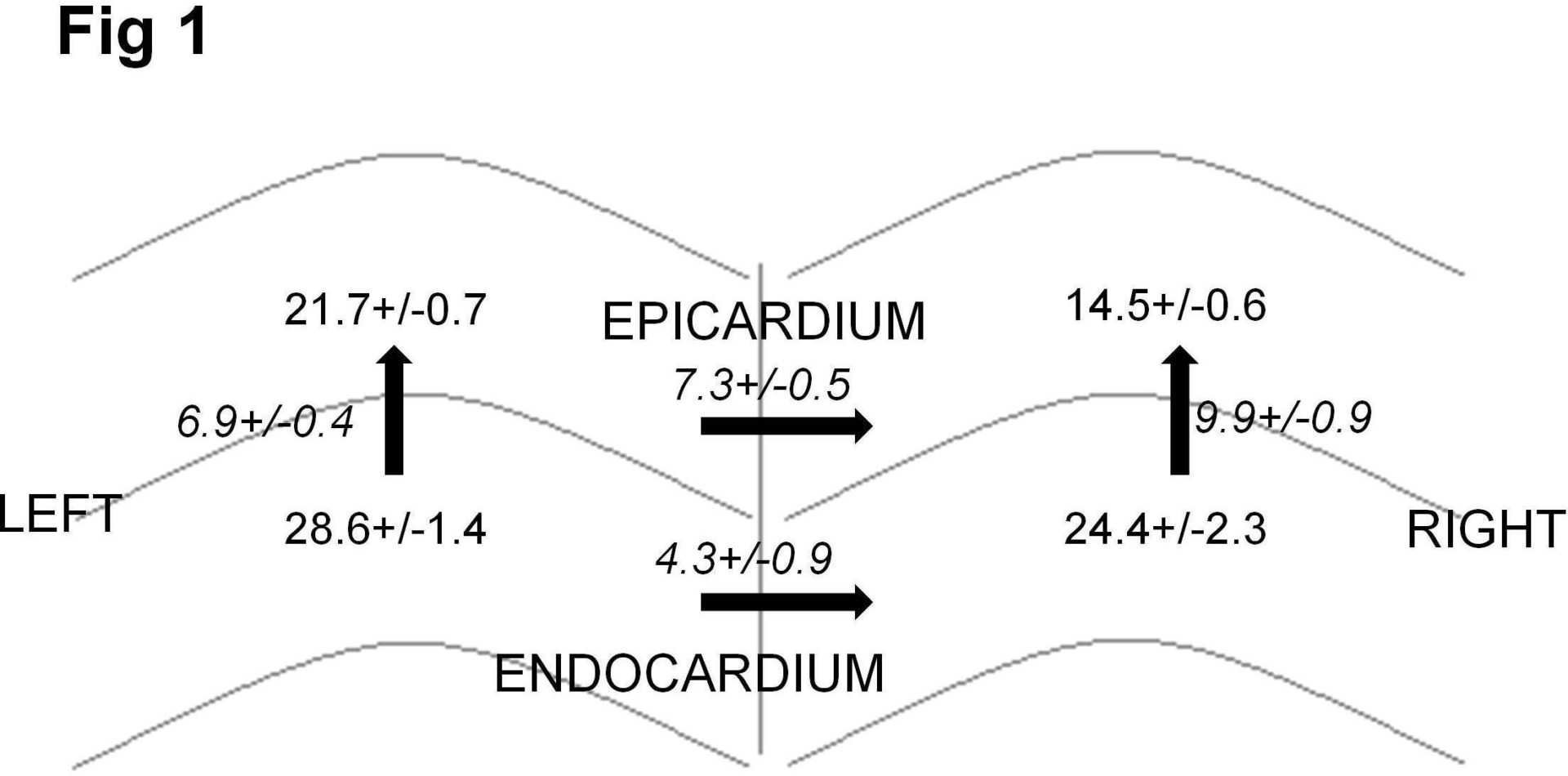 Fig 1. Four chambers of a typical Scn5a+/- heart are displayed diagramatically: left epicardium, right epicaridum, left endocardium and right endocardium, with their respective VERP values in normal font. Arrows between the four areas depict the gradients between them, with Î”VERP values in italic font. Data are expressed as mean +/- SEM. Thus the gradients are calculated: LV transmural = LV endocardial APD - LV epicardial APD, RV transmural = RV endocardial APD - RV epicardial APD, Epicardial transventricular = LV epicardial APD - RV epicardial APD, Endocardial transventricular = LV endocardial APD - RV endocardial APD.