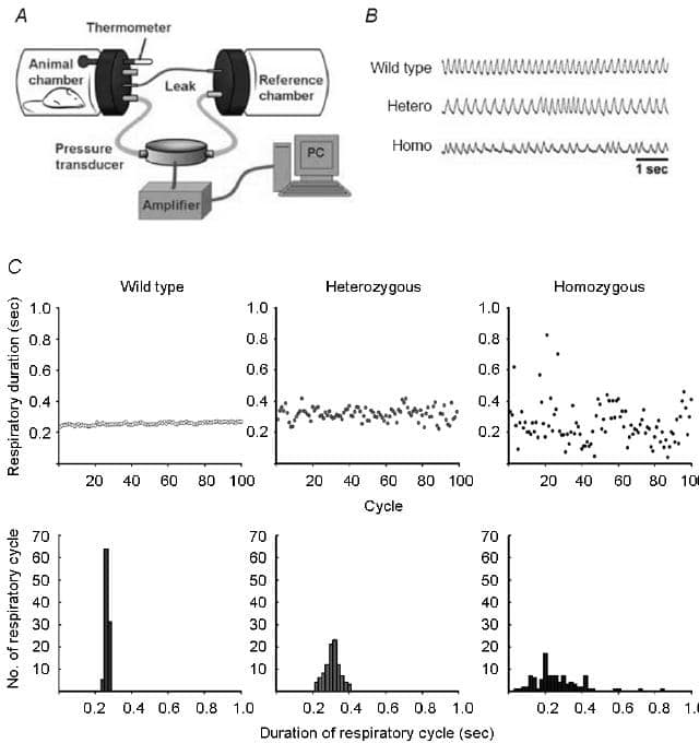 Figure 1. Respiratory variation of SCA17 Tg mice A, diagram of body plethysmography with animal sat quietly inside the animal chamber connected with the reference chamber via a leaky tubing. The pressure fluctuation which reflects the respiratory activity of the animal was recorded by a differential pressure transducer connected to an amplifier and then stored in a personal computer (PC) via the PowerLab system. B, examples of respiratory activities taken from wild type, heterozygous and homozygous Tg mice. Homozygous Tg mice displayed more variation in respiratory pattern than that of the wild type and heterozygous Tg mice. C, respiratory duration and respiratory cycle frequency histograms recorded from wild type, heterozygous and homozygous Tg mice by analyzing 100 consecutive respiratory cycles during quiet breathing. The large dispersion of respiratory duration was seen in both heterozygous and homozygous Tg mice.