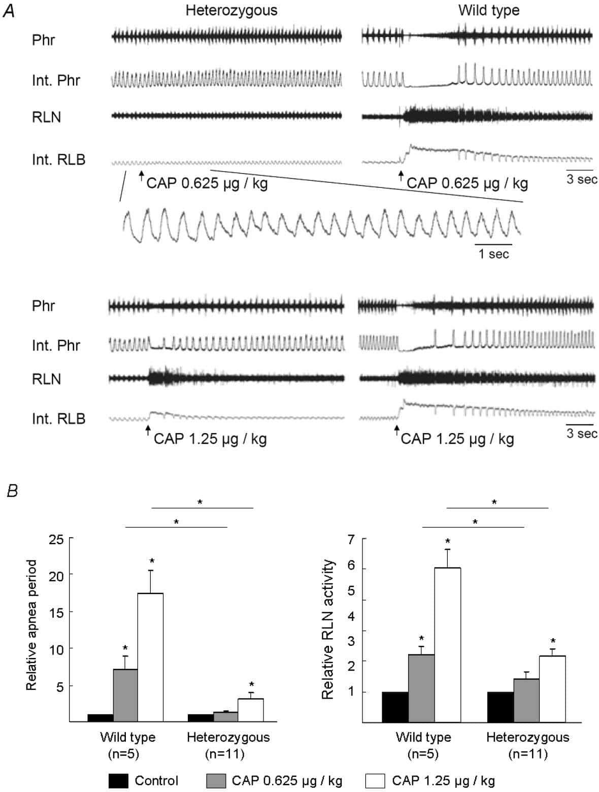 Figure 2. Effect of capsaicin administration on RLN activity A, the RLN activity was enhanced during apnea and the period of recovery from apnea induced by capsaicin in wild type animals, while was mild in SCA17 heterozygous Tg mice. Int.: integrated, Phr: phrenic nerve activity, RLN: recurrent laryngeal nerve activity, CAP: capsaicin. B, relative apnea period and RLN activity with capsaicin administration. Prolongation of apnea and enhancement of RLN activity in wild-type animals were dose-dependent and significantly larger than those seen in SCA17 heterozygous Tg mice.