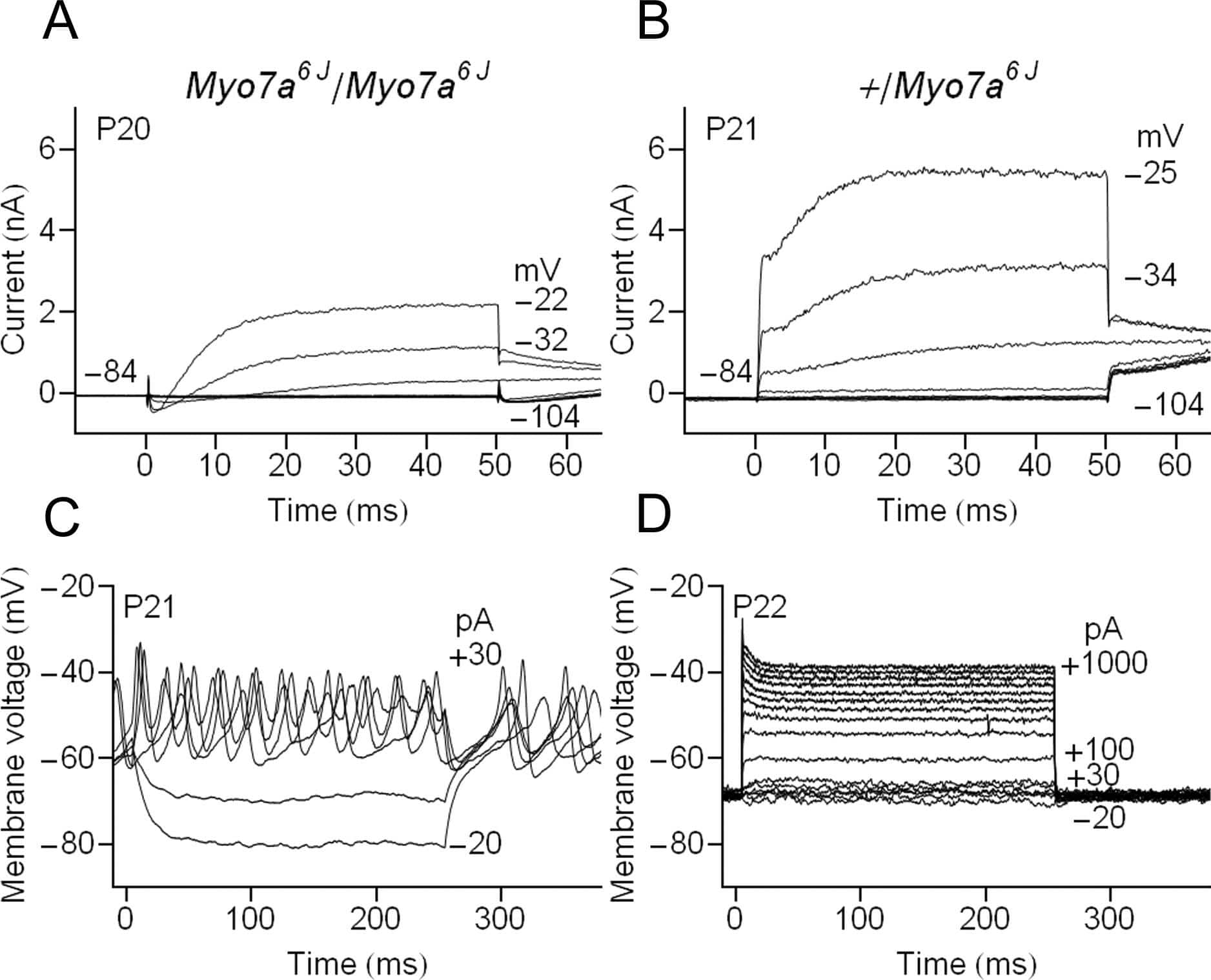 Figure 1 Inner hair cells from Myo7a6J/Myo7a6J adult mice retain immature electrophysiological properties. Basolateral currents were elicited by 50 ms voltage-steps from -120 mV to +50 mV in 10 mV increments followed by a step to -40 mV. Selected current traces from representative cells are presented for a Myo7a6J/Myo7a6J mutant (A) and a +/Myo7a6J control (B). Voltage responses were measured in response to 250 ms current injection steps from -20 pA to +50 pA in 10 pA increments and, in addition, -200 pA to 1000 pA in 100 pA increments for +/Myo7a6J control. Selected voltage traces are presented for a Myo7a6J/Myo7a6J mutant (C) and a +/Myo7a6J control (D). Levels of voltage-step/current injection and age of animal are as indicated. All experiments were performed at ~34-36°C.