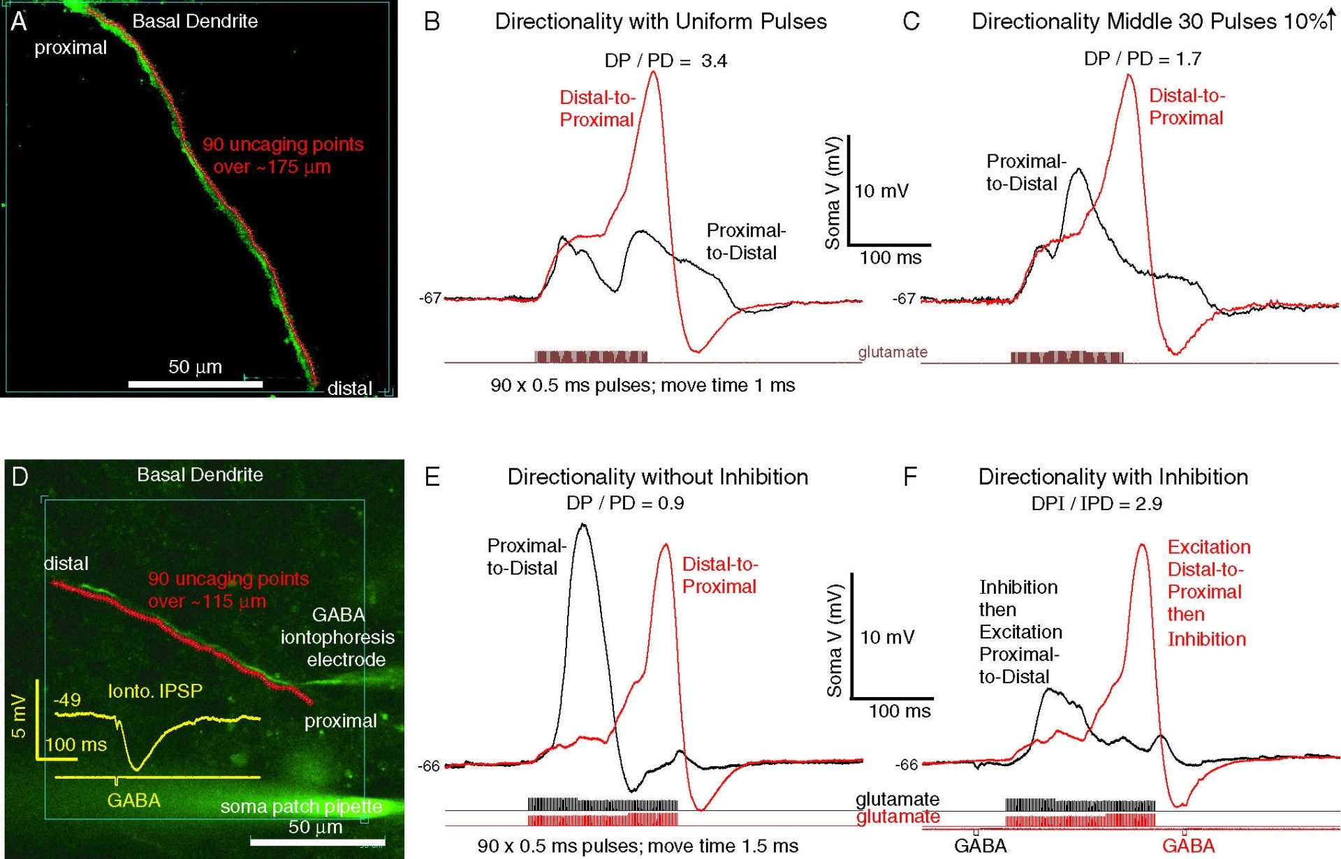 Figure 1. Examples of directionally-selective responses to patterned uncaging sweeps of glutamate spots. Top: excitation alone. Directionality sensitive to exact stimulus pattern. Bottom: timed proximal inhibition (brief iontophoretic GABA pulse) can enhance directionality.