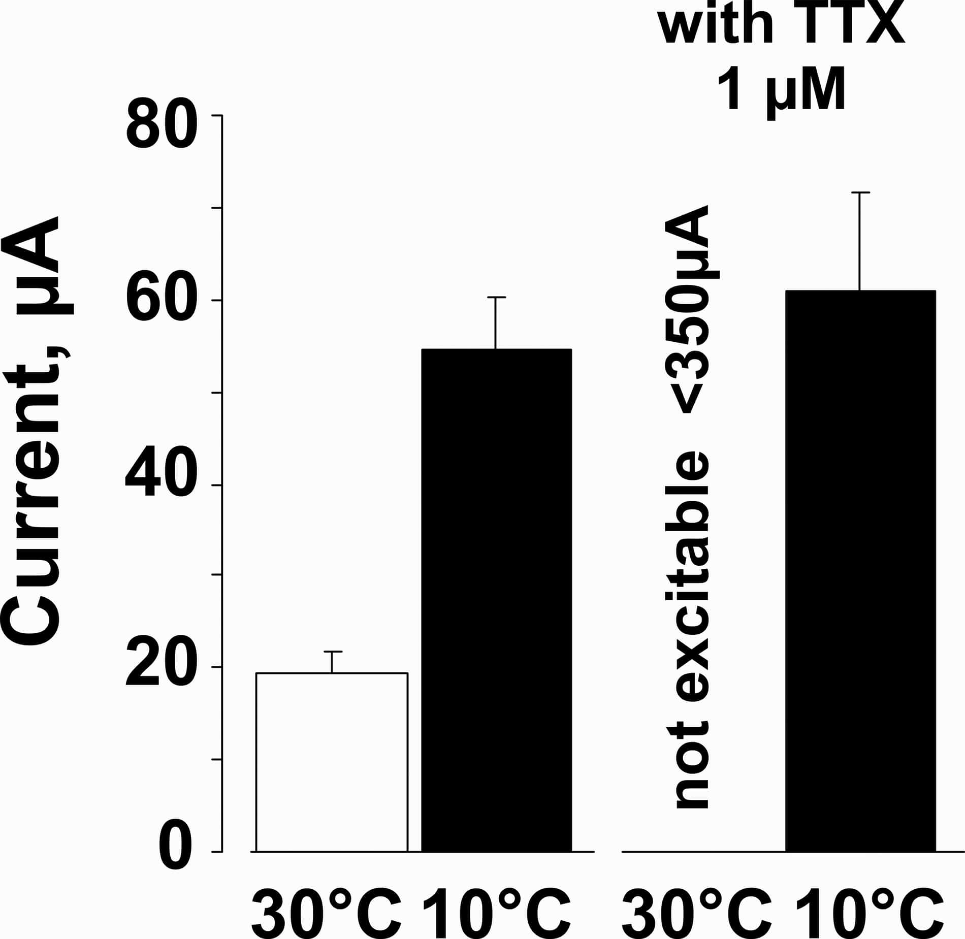 TTX blocks excitability of nociceptor nerve endings, and cold temperatures reverse the TTX block. Electrical thresholds of saphenous nerve C-fiber terminals at 30°C (open bars) and 10°C (filled bars) before and in the presence of TTX. Cooling doubled thresholds for electrical excitation. Application of TTX blocked the units at 30°C but cooling to 10°C recovered excitability.