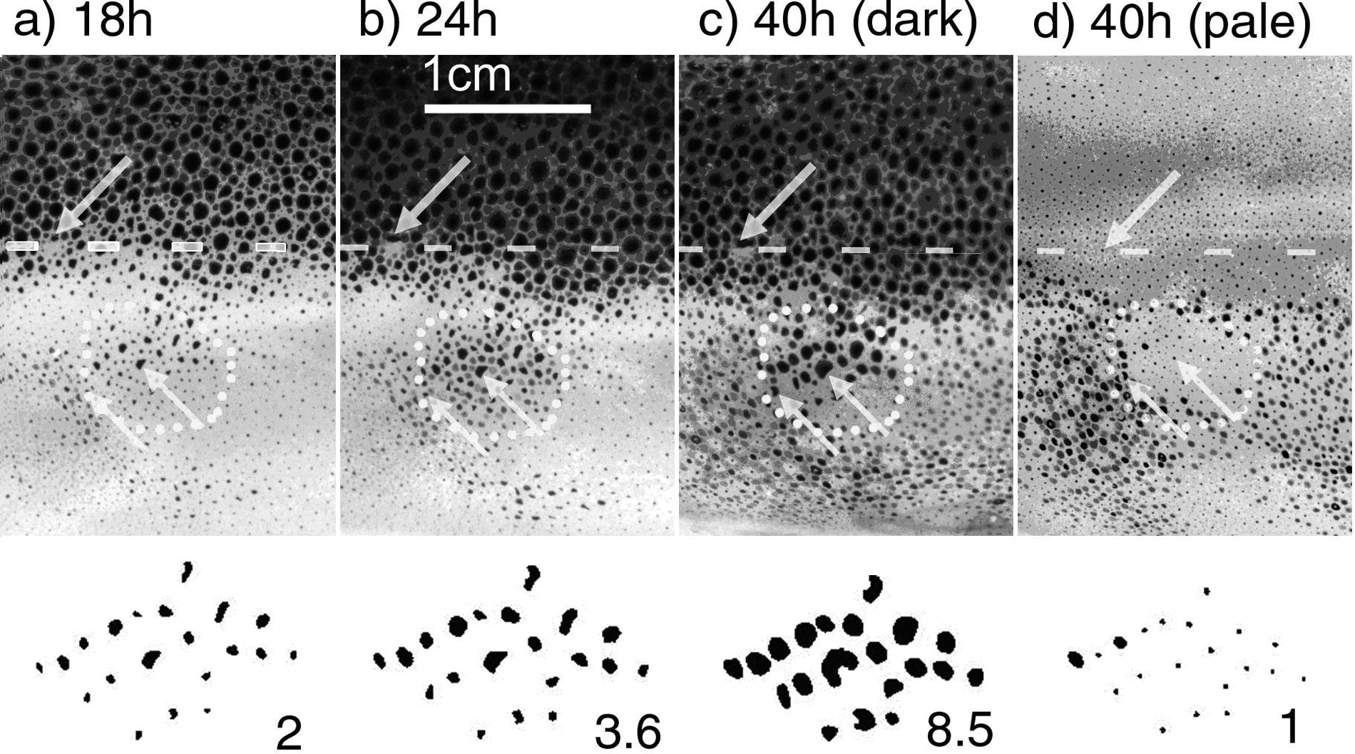 Figure 1. Detail of the mantle of a squid showing myogenic enhancement of motor unit end-organ activity resulting from DSS in the hours (18-40h) following section of the nerve supply to surrounding skin. (Mature squid seen from left side, dorso-lateral view: LPN incompletely sectioned, right side of mantle (above) intact; dashed line = dorsal midline; yellow circle = ROI; below, selected spots in black: numbers = expanded size ratios relative to resting size (d); arrows indicate identical spots in a) to d). Temperature 20-22°C)