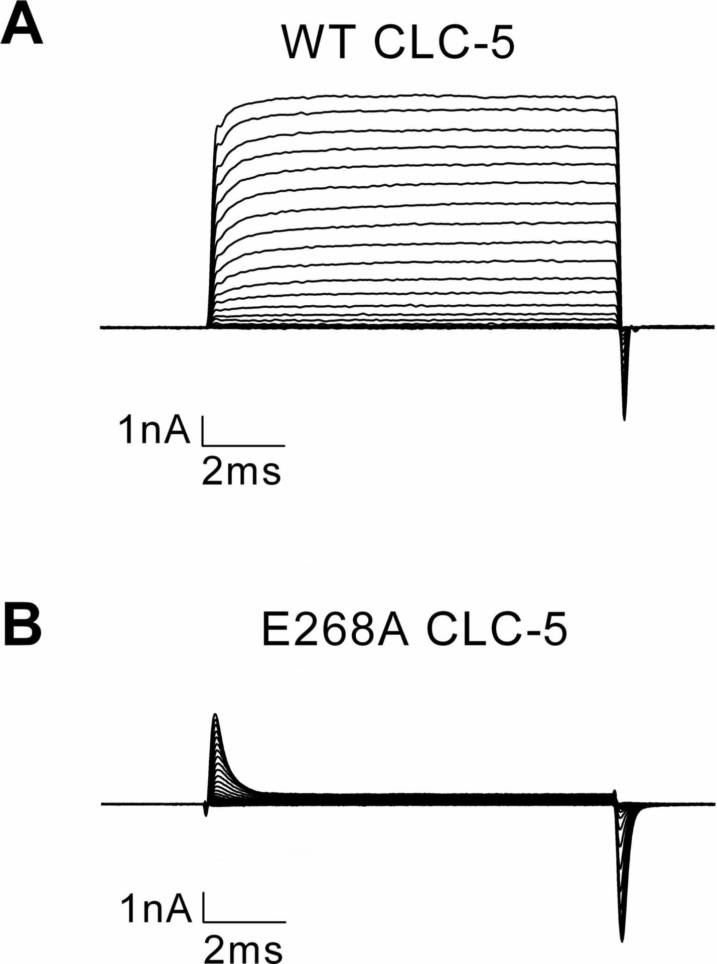 Figure 1: Whole-cell currents recorded from HEK293 cells expressing wild-type (A) and E268A (B) CLC-5.