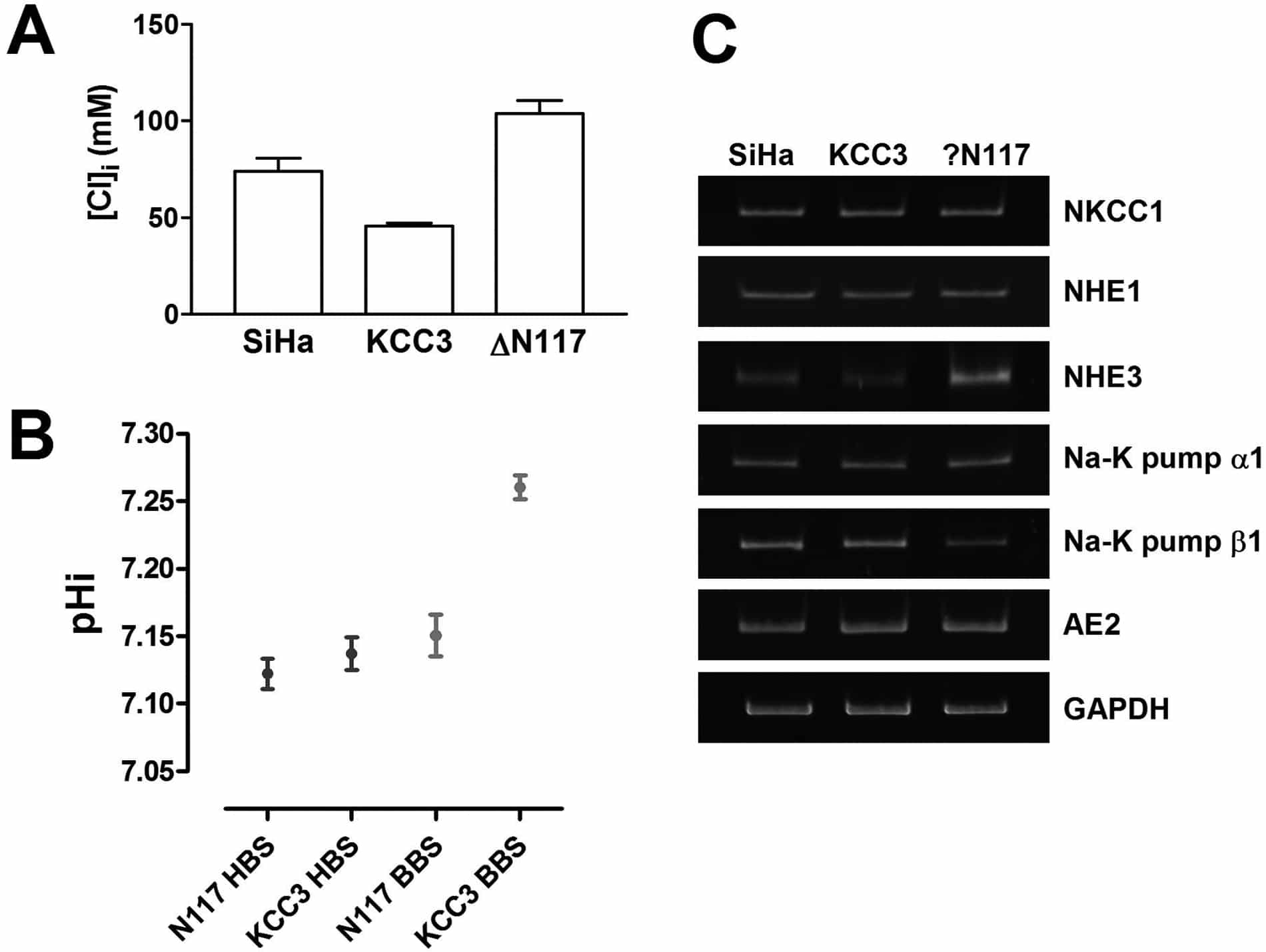 Figure 1 (A) Intracellular chloride concentration measured by MEQ. (B) Intracellular pH measured by BCECF-AM. (C) Expression of membrane transporters measured by RT-PCR.