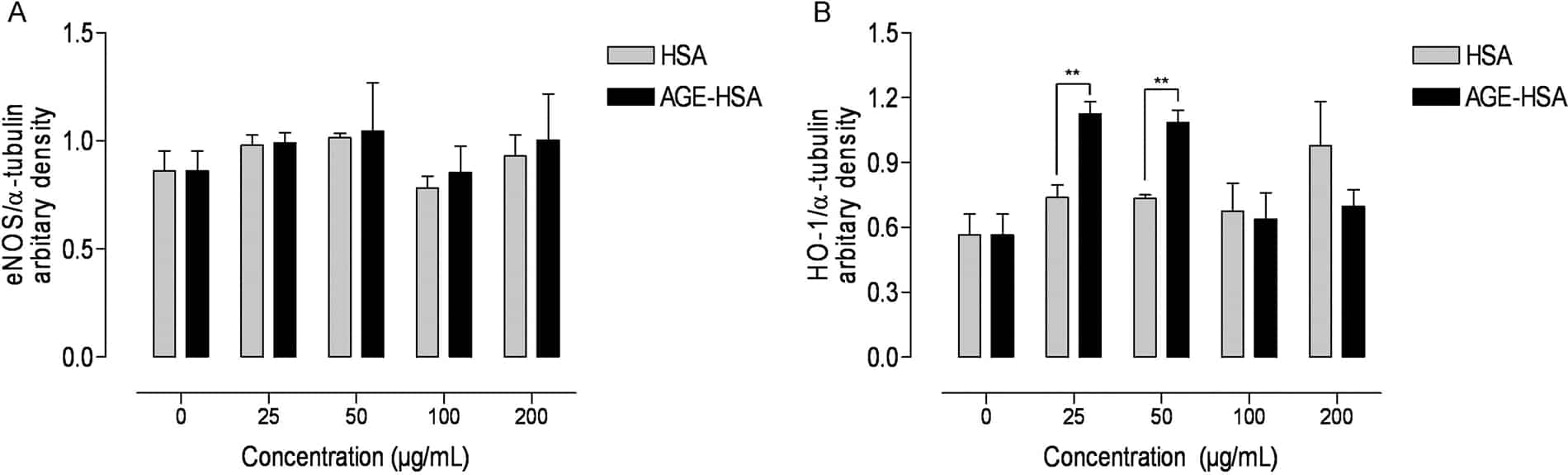 Fig. 1. Effects of AGE-HSA on eNOS and HO-1 expression in fetal endothelial cells derived from normal pregnancies. Densitometric analysis of immunoblots three different HUVEC cultures. Values denote means ± S.E.M., ** p<0.01 (Student’s t-test)