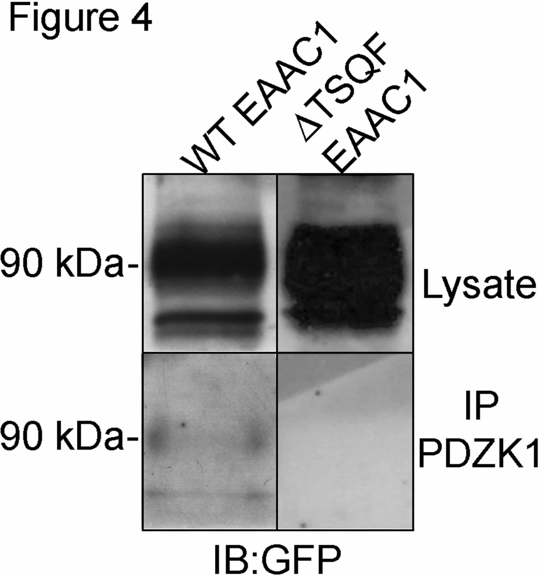 Co-immunoprecipitation. Lysates of MDCK cells stably expressing EAAC1 wild type or ΔTSQF were immunoprecipitated with an anti-PDZK1 antibody; the immunocomplexes were resolved by 9% SDS-PAGE and immunostained with an anti-GFP antibody. 10% of the cell lysate used in the immunoprecipitation assay was probed (Lysate). PDZK1 antibody was able to co-immunoprecipitate only WT EAAC1 from cell lysates.