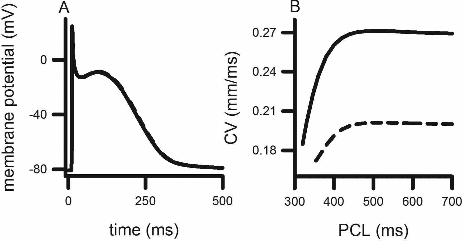 A. AP profiles under Control (solid line) and SCN5A mutant (dashed line) conditions. APD90 is not affected and overshoot is reduced. The maximum upstroke velocity is dramatically reduced under mutant conditions. B. CV restitutions under Control (solid line) and SCN5A mutant (dashed line) conditions. CV under mutant conditions was reduced due to mutation.