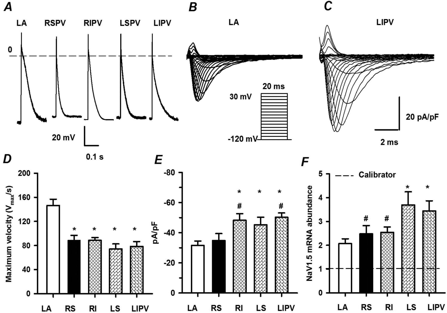 Figure 1. Action potential, INa and Nav1.5 mRNA in LA and PV myocytesA, recordings of action potentials from LA and PV myocytes. B and C, INa traces from a LA and a LIPV myocytes during voltage clamp. D, maximum velocity of phase 0 upstroke of AP in the various myocytes (n=10~19). E, peak density of INa (n=11~15). F, relative abundance of Nav1.5 mRNA (n=7). Significantly different * from LA myocytes and # from LSPV myocytes (P < 0.05, one-way ANOVA).