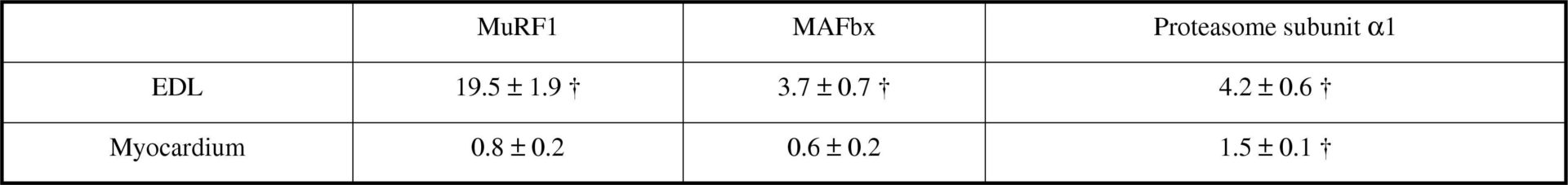 TABLE 1: Fold changes in MuRF1 MAFbx and proteasome subunit α1 mRNA levels from corresponding control value in EDL and myocardium in response to LPS.<#13>Values are mean ± SE. † Indicates different from control (P&lt;0.05 ANOVA)