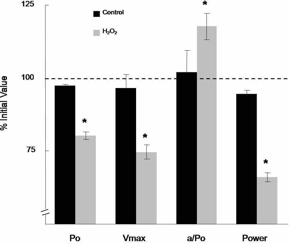 Figure 1. Effect of H2O2 on contractile properties of skinned single fibres. Measures expressed as a percentage of initial values (Mean ± SEM). *indicates values that differed significantly from initial fibres (p<0.05; paired Student’s T test).