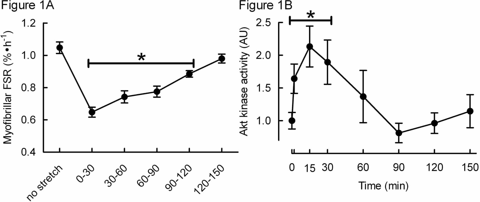 *Asterisks over bars indicate significantly different (P<0.05) from no stretch conditions.