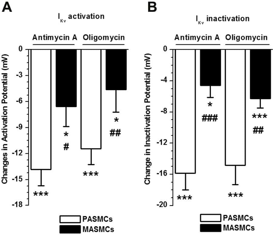 Mitochondrial inhibition has significantly greater effects on IKv in PASMCs than in MASMCs. A and B Comparison of antimycin A and oligomycin induced changes in the half activation and half inactivation potentials respectively. Open and filled bars represent the relative changes in the half activation and half inactivation potential in PASMCs (n=8-12) and MASMCs (n=9-11) for antimycin A and oligomycin respectively. * P <0.05 and *** P <0.001. * compares the difference in the parameters between the control condition and in the presence of an inhibitor measured in the same cell using paired statistical test. # P<0.05 ## P <0.01 ### P <0.001. # compares the difference between the two cell types using non-paired statistical test.