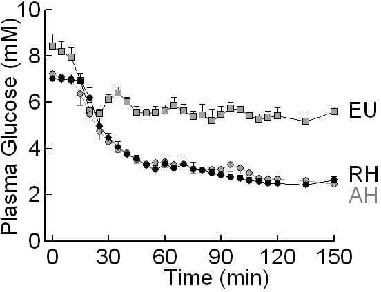 Plasma Glucose during Day 4 Clamp Studies