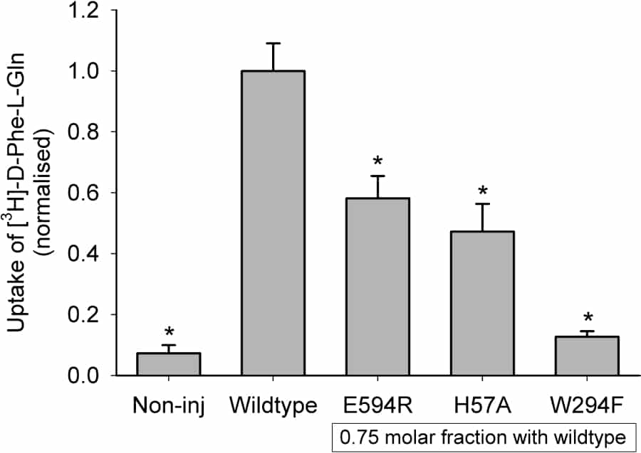 Figure 2: Uptake results for FLAG-tagged wild-type PepT1 expressed in oocytes in the absence and presence of mutant PepT1. Data are mean ± SEM for ≥2 oocyte preparations with 10 oocytes per condition in each. *p<0.05 Student’s t-test versus FLAG-tagged wild-type PepT1.