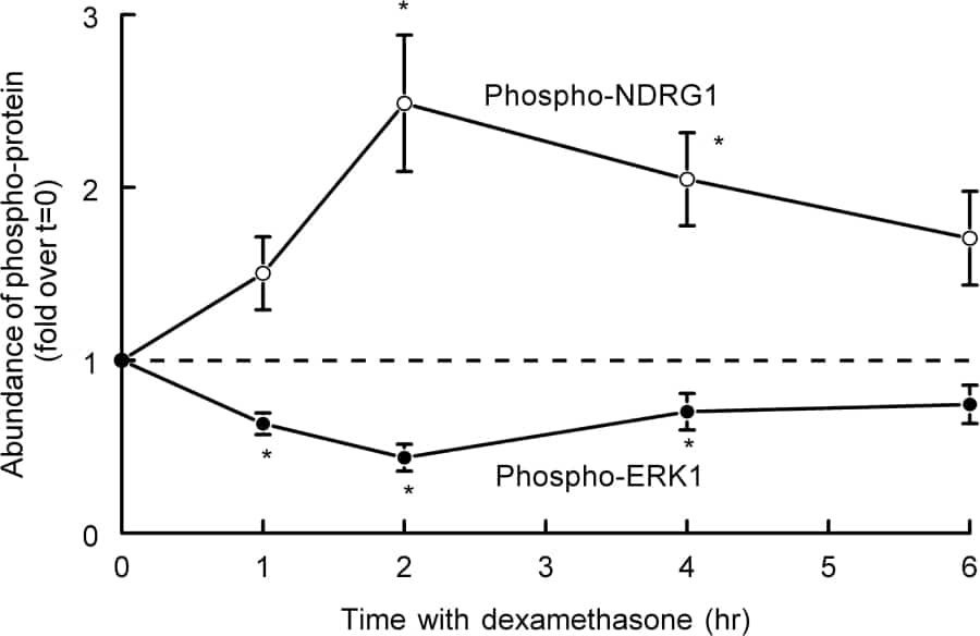 Figure shows abundance of phospho-NDRG1 (n=17)and phospho-ERK1 (n=9) after exposure to dexamethasone for various time periods. Data are normalised to abundance at time zero. Data are mean plus or minus sem.