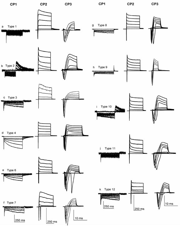 Current signatures of neurons in newborn rat acute and organotypic DRG slices. Using very small (<22 µm) small (24-32 µm) and medium (32-45 µm) DRG neurons from acute and organotypic slices twelve different types were identified. CP1 and CP2 protocols were sufficient to distinguish types 1 2 4 6 and 10. CP3 was used to distinguish between types 3 and 7 9 and 11 8 and 12. Vertical scale bars: for CP1: 250 pA (a) 150 pA (b) 150 pA (c) 500 pA (d) 100 pA (f) 200 pA(g) 150 pA (h) 250 pA (i) 100 pA (j) 100 pA (k) 300 pA (l); for CP2: 4000 pA (a) 6000 pA (b) 2500 pA (c) 4500 pA (d) 3000 pA (f) 4000 pA (g) 4000 pA (h) 5000 pA (i) 6000 pA (j) 7000 pA (k) 5000 pA (l); for CP3: 8000 pA (a) 6000 pA (b) 4000 pA (c) 4000 pA (d) 5000 pA (f) 7500 pA (g) 5000 pA (h) 5000 pA (i) 3000 pA (j) 4000 pA (k) 6000 pA (l).