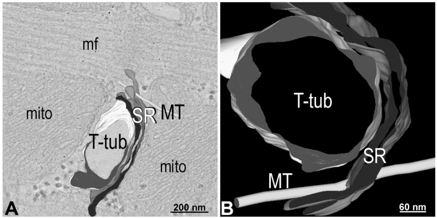Figure: 1: A) Electron tomogram section and 3D model of a microtubule (MT) near sarcoplasmic reticulum (SR) and T-tubular (T-tub) membranes. B) Zoomed and rotated model showing details of spatial interrelation. mito: mitochondria; mf: myofilaments.