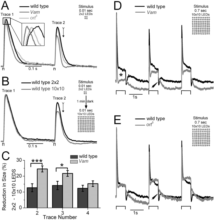 Figure 1. A. Mean of normalised voltage responses from wild type (n = 20 black) Vam (n = 14 dark grey) and ort5 (n = 6 light grey) to stimuli of 0.01 s with 4 white LEDs. B. The thin black arrow indicates differences between the means of normalised wild type responses to 4 (black) and 100 (grey) LEDs with 1 min of darkness between stimuli matrices. C. Bar graphs compare the reduction in normalised responses to trace 1 in wild type and Vam when using 100 instead of 4 LEDs (***p = 0.001 & *p = 0.02669 for traces 2 and 3 respectively t-test error bars = S.E.). Mean of normalized responses to 0.7 s 100 LED stimuli for D. wild type and Vam and E. wild type and ort5.