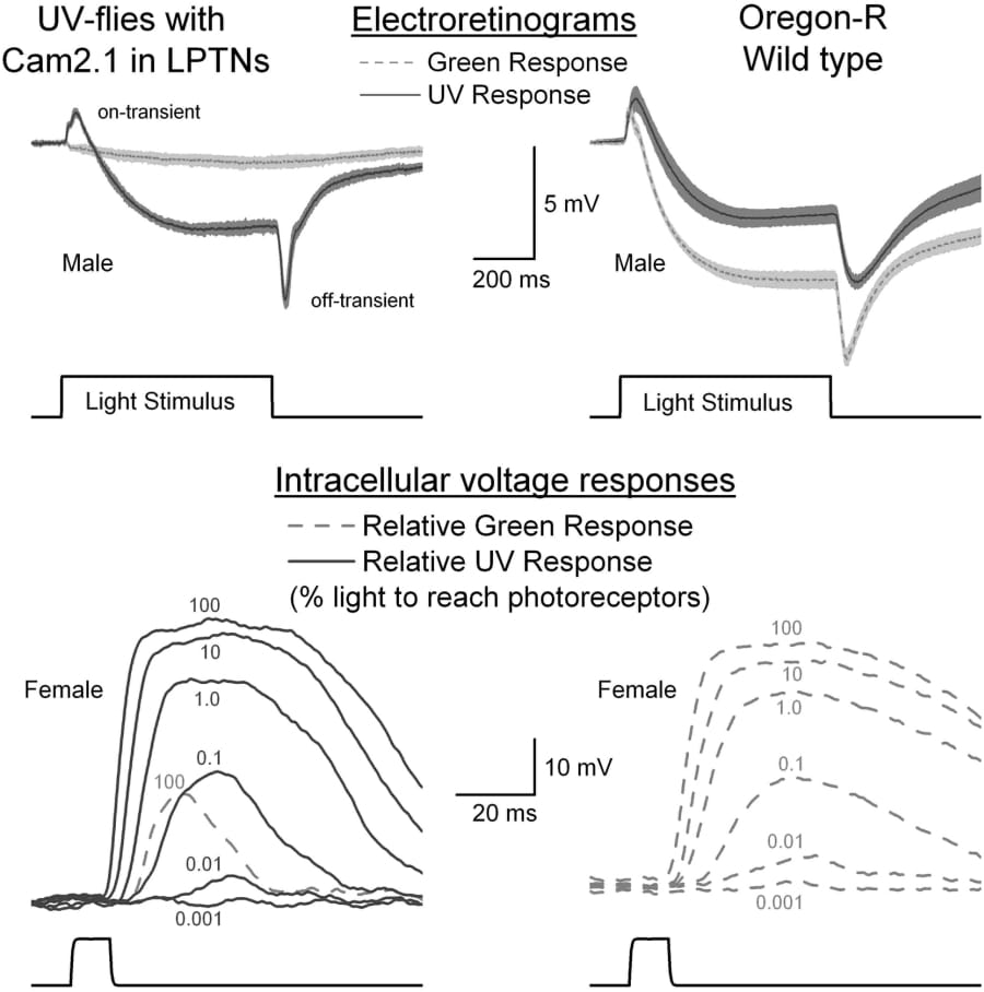 Figure 1. Responses of ‘UV flies’ (left) and wild type (right) to light pulses. The transients shown on electroretinograms (ERG) reflect synaptic transmission to large monopolar neurons (grey shading indicates S.E.). Wild type flies respond to both green and UV light due to the activation spectrum of Rhodopsin 1. ‘UV-flies’ expressing Rh4 in the place of Rh1 in photoreceptors R1-R6 show the greatest R1-R6 intracellular response to UV light with only small responses to very bright green pulses (light grey dashed traces). 'UV-flies' are >2 000 times more sensitive to UV than to green light (Wardill & Juusola unpub.).
