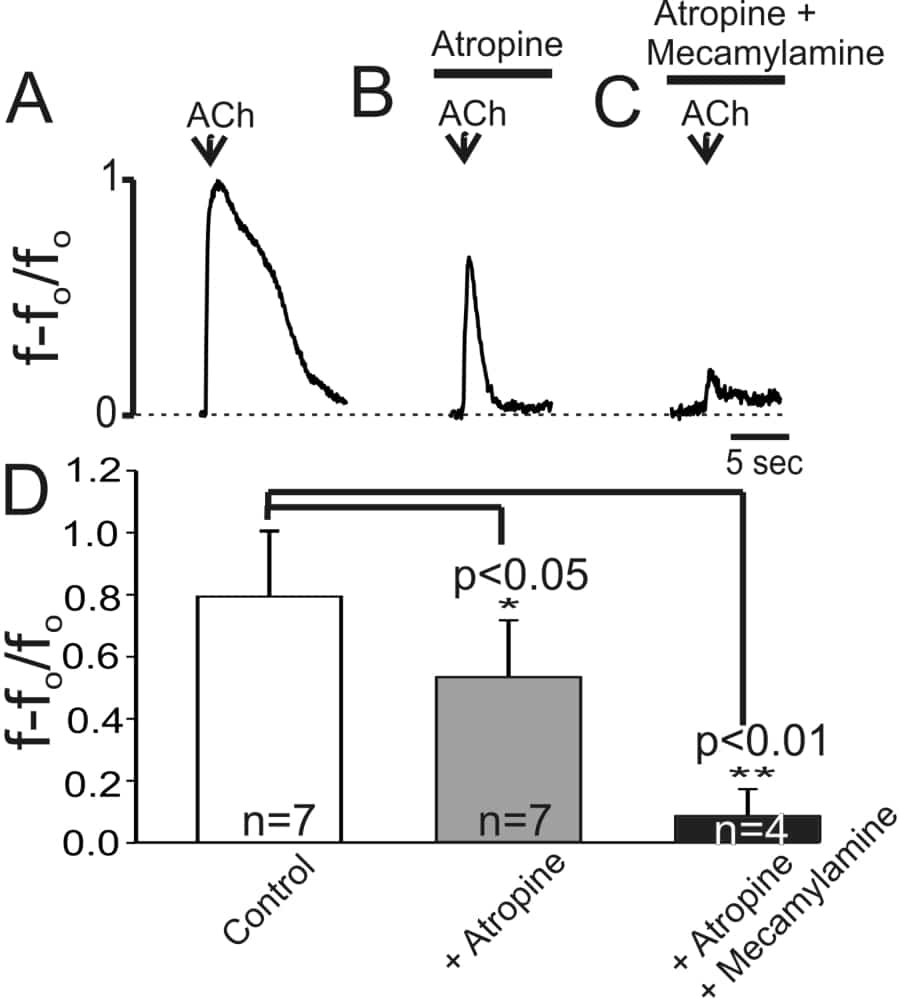Figure 1: Representative traces of increases in [Ca2+] i evoked by focally applied ACh. (100µ M 1 s) recorded in A control ; B atropine; C atropine + mecamylamine. D: bar chart of increases in [Ca2+] i in response to ACh during the above maneuvers.